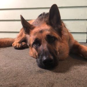 Meet your Posher, Sam